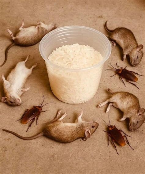 How to Eliminate Rats and Cockroaches Naturally Using Rice: The ...