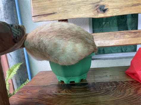 A cat, a plant, catplant? : r/AnimalsBeingDerps