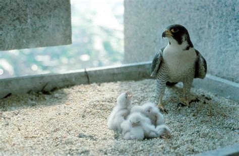 Free picture: peregrine, falcon, female, bird, nest, chicks