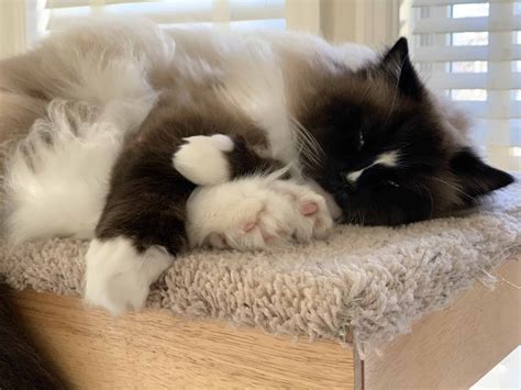 Ragdoll Cat Size