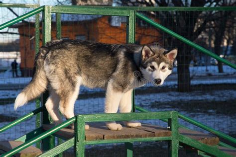 Puppy of Alaskan Malamute on a Training Ground in Winter Stock Image ...