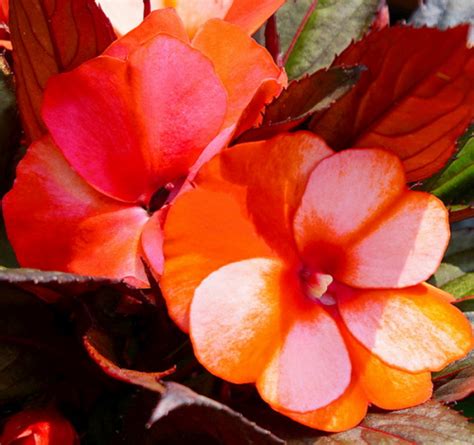 Бальзамин Petticoat Orange Star 2021 Петтикет Оранж Стар 2021