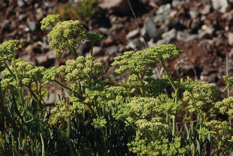 Rock Samphire in Kythera - A Coastal Herb with Flavor - Visit Kythera