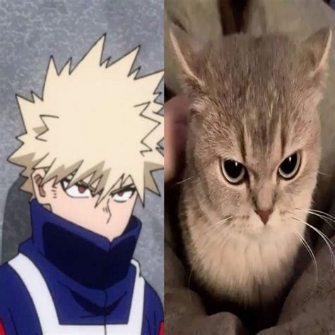 bakugou funny cat pictures  boku  hero boku  hero   cat