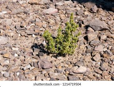 Tumbleweed Kyzyl Kum Desert Kali Tragus Stock Photo 1214719504 ...