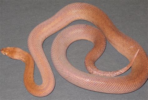 Pygmy Python Collection