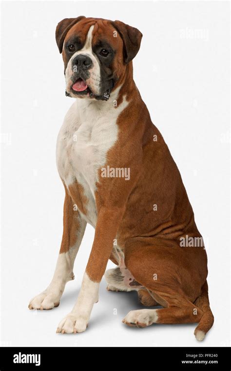 Male fawn and white Boxer dog, sitting and panting Stock Photo - Alamy