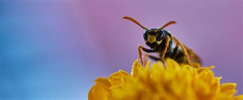 sentient-bee - Faunalytics