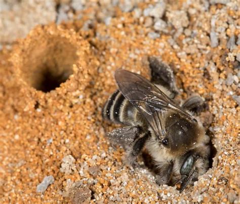 Ground Bee Identification