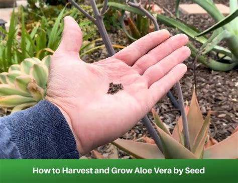 How to Harvest and Grow Aloe Vera by Seed