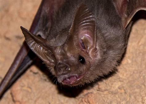 Tropical Rainforest Vampire Bats