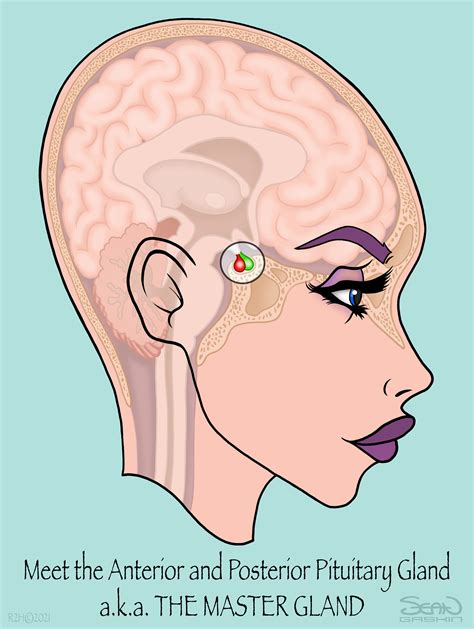 Pituitary Gland Location