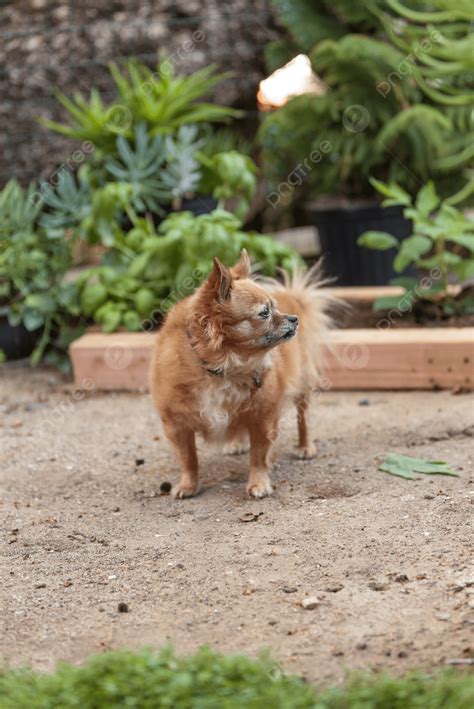 150 Chihuahua Mix Photos, Pictures And Background Images For Free