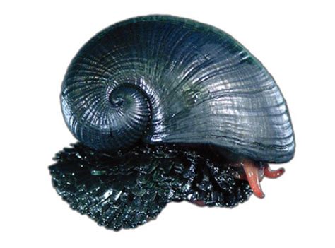 Snail Farming: Sea snails amazing benefits