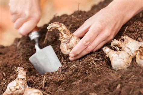 How and When to Plant Bulbs for Beautiful Blooms