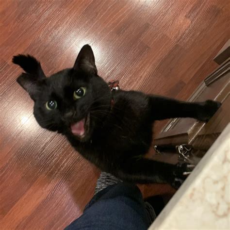 981 best r/catsnamedtoothless images on Pholder | Said goodbye to our