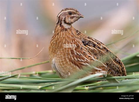 Common Quail; Coturnix coturnix Stock Photo - Alamy