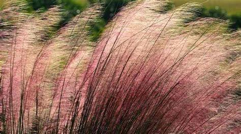 15 Types of Desert Grass For Your Landscape (Pictures) - Identification ...