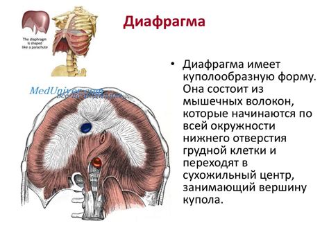 Мышцы груди - презентация онлайн