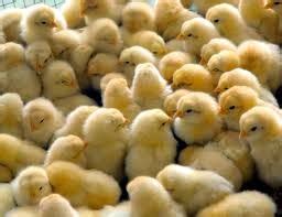 poultry series management  day  chicks  maturity  poultry farming