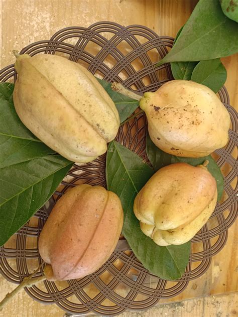 Ackee Fruit Information, Recipes and Facts