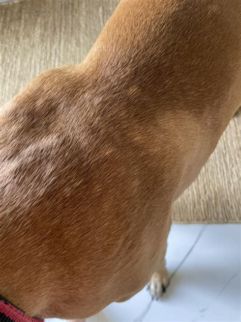 What’s wrong with my dog? My dog suddenly developed these bumps on his skin & it has increased a