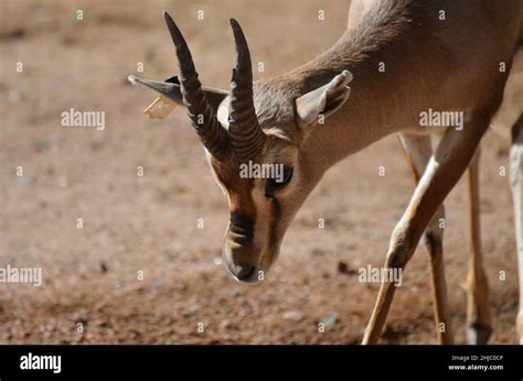 Adorable baby gazelle with curved horns roaming around outdoors Stock ...