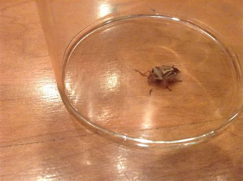 Yellow And Black Beetle Identification 1,105 Small Black Beetle Stock