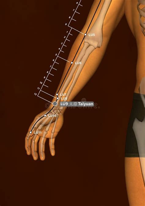 Dessin Acupuncture Point Lu9 Taiyuan 3d Illustration Illustration Stock ...