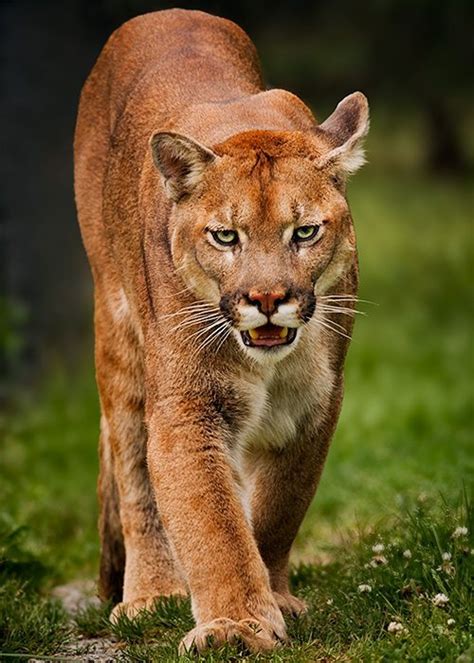 Cougar spotted swimming off Vancouver Island - www.sridar.com