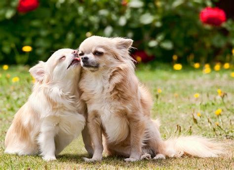 Cachorro Irmão Pode Cruzar - Cachorro pode cruzar com o irmão? Descubra aqui! | Petlove