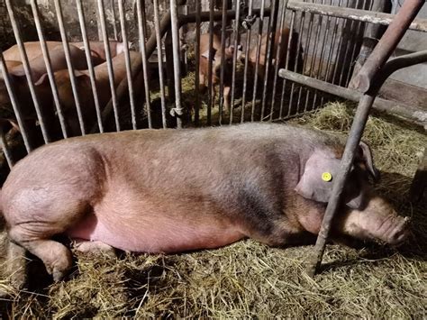 Durok, Duroc svinja BREJA