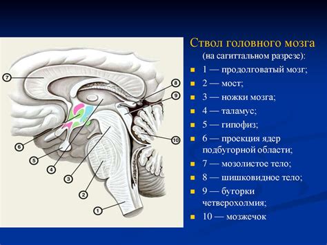 Головной мозг. Мозговой ствол - презентация онлайн