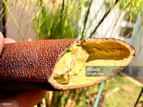 Fruit Of The Jatobá Tree Hymenaea Courbaril Stock Photo - Download ...