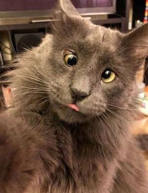 косоглазие :: котє / смешные картинки и другие приколы: комиксы, гиф ...