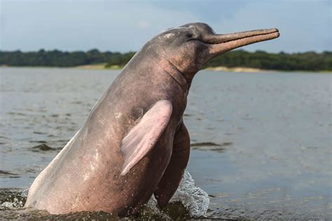 amazon river dolphin pink dolphin   animals