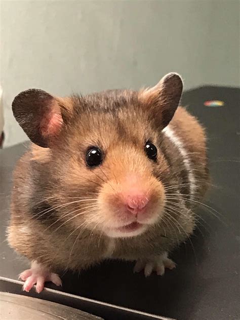the tiny hairs on her nose 🥺 | Scrolller