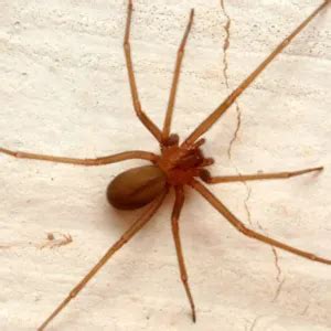 O Que Significa Sonhar Com Aranha Marrom - Aranha marrom: significados e cenários de sonho