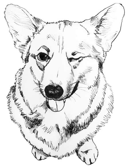 Рисунки корги для срисовки - (39 красивых картинок)