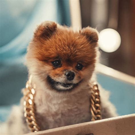 16 razas de perros pequeños que no crecen mucho