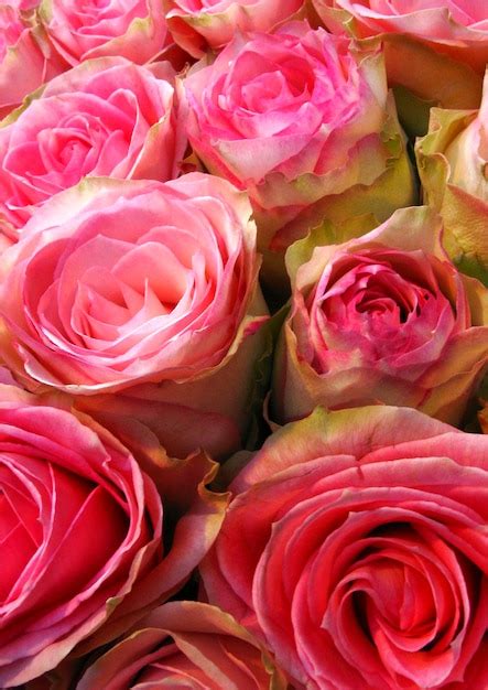 Premium Photo | Bunch of roses