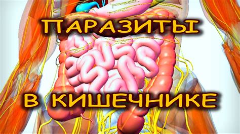 КИШЕЧНИК СТРАДАЕТ ОТ ПАРАЗИТОВ? Удалите их с помощью натуральных ...