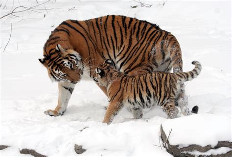 File:Panthera tigris altaica 13 - Buffalo Zoo.jpg - Wikipedia