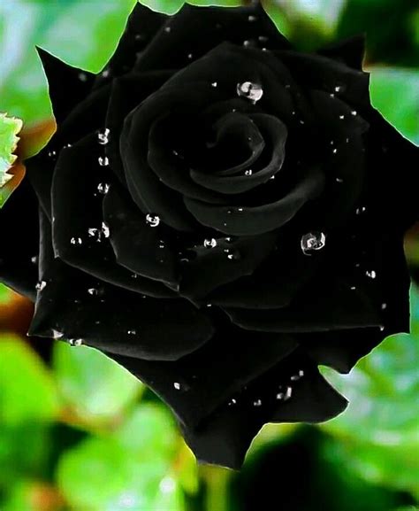 10 Bunga mawar hitam