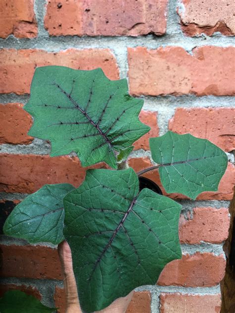 Solanum quitoense | Hillside Exotic Gardening
