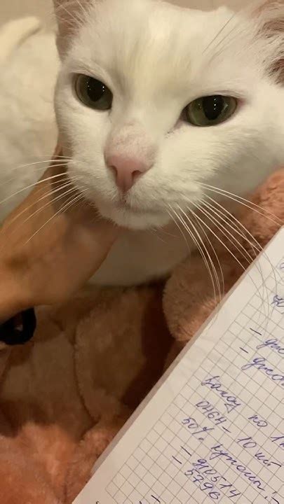 На ручки к маме хочется, но она работает 😀 #котик #беленькийживотик ...