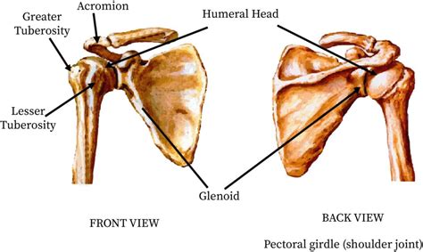 Shoulder Girdle Wikipedia MSK Lecture Shoulder Girdle Flashcards