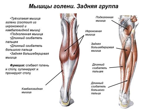 Мышцы нижней конечности. Мышцы тазового пояса. Мышцы свободной нижней ...