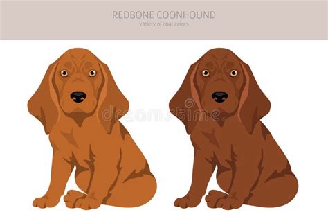 redbone coonhound puppies clipart  poses coat colors set