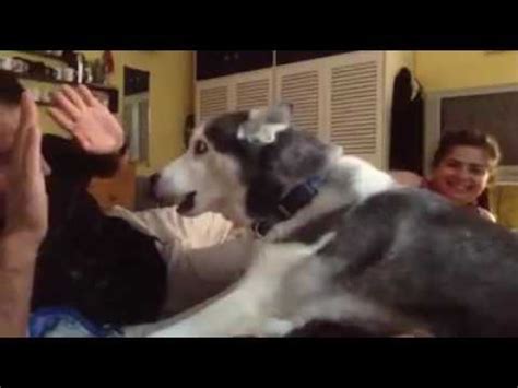 My Dog Protecting My Daughter - YouTube